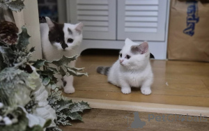 Zdjęcie №1. munchkin - na sprzedaż w Zweibrücken | 1622zł | Zapowiedź № 166194