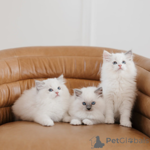 Zdjęcie №1. ragdoll - na sprzedaż w Katowice | negocjowane | Zapowiedź № 169332