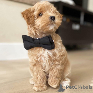 Zdjęcie №2 do zapowiedźy № 159933 na sprzedaż  maltańczyk - wkupić się Szwajcaria prywatne ogłoszenie