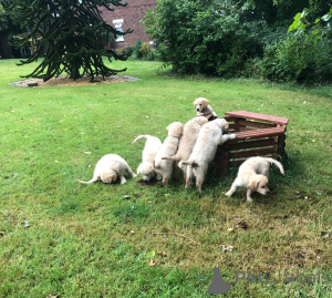 Zdjęcie №2 do zapowiedźy № 148576 na sprzedaż  golden retriever - wkupić się Republika Czeska 