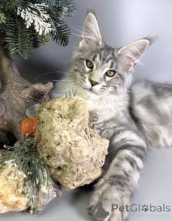 Zdjęcie №1. maine coon - na sprzedaż w Baden-Baden | negocjowane | Zapowiedź № 163171