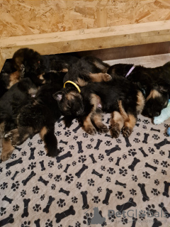 Zdjęcie №2 do zapowiedźy № 131710 na sprzedaż  owczarek niemiecki - wkupić się Australia prywatne ogłoszenie