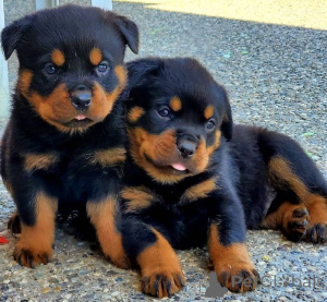 Zdjęcie №1. rottweiler - na sprzedaż w Randaberg | negocjowane | Zapowiedź №158442