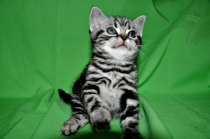 Zdjęcie №2 do zapowiedźy № 2437 na sprzedaż  kot amerykański krótkowłosy - wkupić się Federacja Rosyjska od żłobka