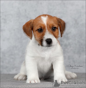 Zdjęcie №1. jack russell terrier - na sprzedaż w Petersburg | 2599zł | Zapowiedź №9565