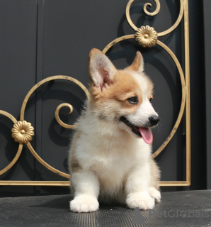 Dodatkowe zdjęcia: szczenięta welsh corgi pembroke od Championa