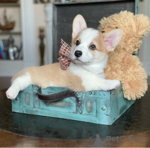 Zdjęcie №2 do zapowiedźy № 155804 na sprzedaż  welsh corgi - wkupić się Niemcy hodowca
