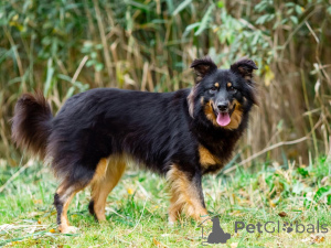 Zdjęcie №2 do zapowiedźy № 156498 na sprzedaż  pies nierasowy - wkupić się Federacja Rosyjska prywatne ogłoszenie