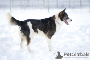 Zdjęcie №4. Sprzedam pies nierasowy w Pushkino. prywatne ogłoszenie - cena - Bezpłatny