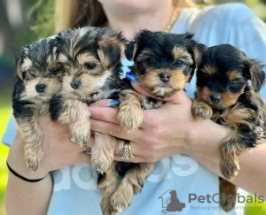 Zdjęcie №1. yorkshire terrier - na sprzedaż w Helsinki | 1674zł | Zapowiedź №118419