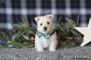 Zdjęcie №4. Sprzedam west highland white terrier w Berlin.  - cena - negocjowane