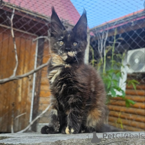 Zdjęcie №1. maine coon - na sprzedaż w Ansbach | negocjowane | Zapowiedź № 156992