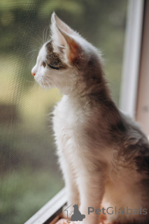 Zdjęcie №3. Kocięta Simba i Boofik szukają domu!. Federacja Rosyjska