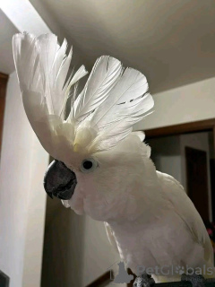 Zdjęcie №1.  - na sprzedaż w Adršpach | negocjowane | Zapowiedź №167051