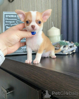 Zdjęcie №3. Urocza chihuahua wyszkolona w toalecie. Francja