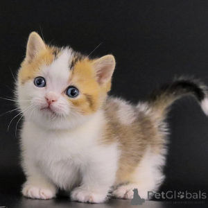 Zdjęcie №2 do zapowiedźy № 155935 na sprzedaż  munchkin - wkupić się Niemcy 