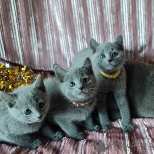 Zdjęcie №1. rosyjski niebieski - na sprzedaż w Vienna | 2631zł | Zapowiedź № 140164