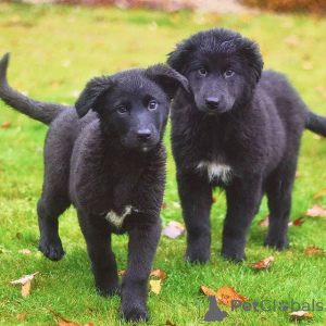 Zdjęcie №3. Wspaniałe domowe szczenięta chłopiec i dziewczynka w dobrych rękach. Federacja Rosyjska