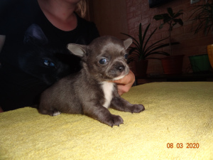 Zdjęcie №1. chihuahua (rasa psów) - na sprzedaż w Ryazan | 2038zł | Zapowiedź №5906