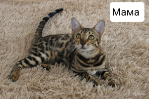 Zdjęcie №2 do zapowiedźy № 5613 na sprzedaż  kot bengalski - wkupić się Federacja Rosyjska od żłobka