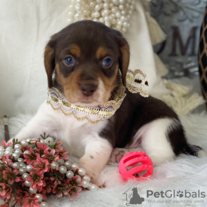 Zdjęcie №1. beagle (rasa psa) - na sprzedaż w São Paulo | 832zł | Zapowiedź №45710