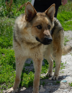 Zdjęcie №2 do zapowiedźy № 72142 na sprzedaż  pies nierasowy - wkupić się Federacja Rosyjska prywatne ogłoszenie
