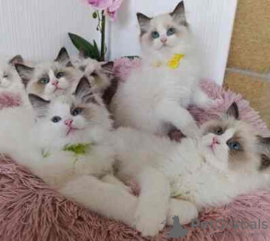 Zdjęcie №2 do zapowiedźy № 132660 na sprzedaż  maine coon - wkupić się Niemcy hodowca