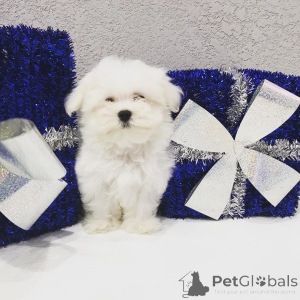 Zdjęcie №4. Sprzedam yorkshire terrier w Piec Pennsylvania. prywatne ogłoszenie, od żłobka, ze schronu, hodowca - cena - negocjowane