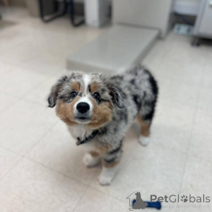 Zdjęcie №4. Sprzedam anatolian w Helsinki. prywatne ogłoszenie - cena - negocjowane