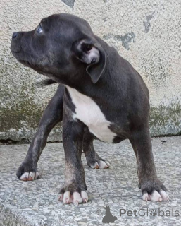 Zdjęcie №1. american bully - na sprzedaż w Belgrad | 5740zł | Zapowiedź №153441