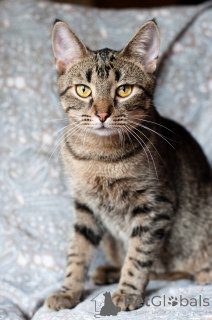 Zdjęcie №4. Sprzedam  w Mińsk.  - cena - Bezpłatny