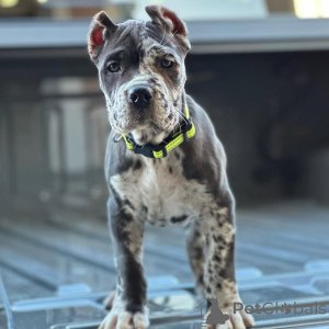 Zdjęcie №2 do zapowiedźy № 158576 na sprzedaż  cane corso - wkupić się Niemcy prywatne ogłoszenie