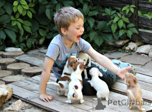 Zdjęcie №1. chihuahua (rasa psów) - na sprzedaż w Getafe | negocjowane | Zapowiedź №151671