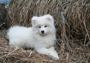 Zdjęcie №2 do zapowiedźy № 4544 na sprzedaż  samojed (rasa psa) - wkupić się Federacja Rosyjska od żłobka