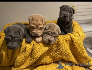 Zdjęcie №3. Shar Pei Puppys..WhatsApp mnie pod numerem 44 7453 907158. Niemcy