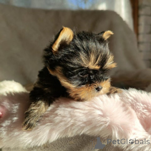 Zdjęcie №3. Stammbaum Yorkshire Terrier Welpe. Niemcy
