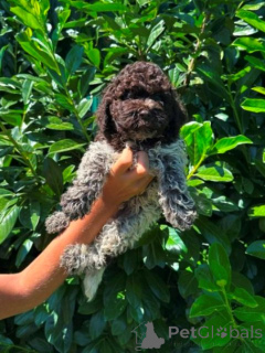 Zdjęcie №1. lagotto romagnolo - na sprzedaż w Kragujevac | negocjowane | Zapowiedź №173719
