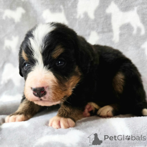 Zdjęcie №1. berneński pies pasterski - na sprzedaż w Berlin | 2033zł | Zapowiedź №136027