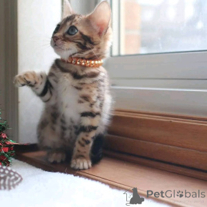 Zdjęcie №3. Do sprzedania kocięta. Austria