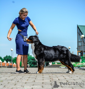 Zdjęcie №3. Szczeniaki Berneński Pies Pasterski. Białoruś