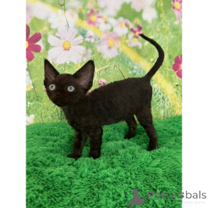 Zdjęcie №1. devon rex - na sprzedaż w Corby | 1674zł | Zapowiedź № 174384
