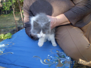 Zdjęcie №2 do zapowiedźy № 7711 na sprzedaż  kot syberyjski - wkupić się Ukraina prywatne ogłoszenie