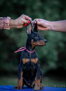 Zdjęcie №4. Sprzedam doberman w Belgrad.  - cena - negocjowane