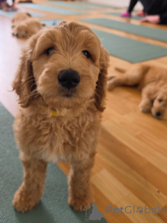 Zdjęcie №2 do zapowiedźy № 178091 na sprzedaż  golden retriever - wkupić się Niemcy prywatne ogłoszenie