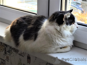 Zdjęcie №3. Daj kotu dom!. Białoruś