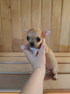 Dodatkowe zdjęcia: Chihuahua girl