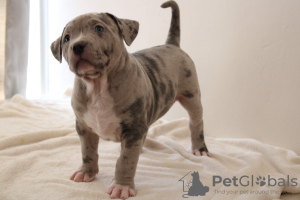 Zdjęcie №4. Sprzedam american bully w Paryż. hodowca - cena - 20928zł