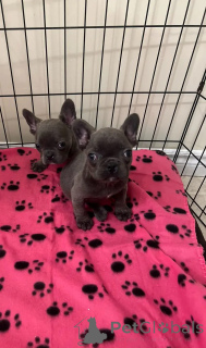 Zdjęcie №1. buldog francuski - na sprzedaż w Berno | 3109zł | Zapowiedź №142820