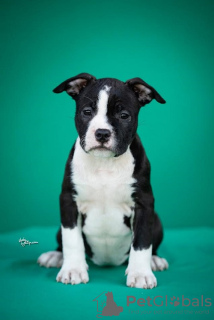 Dodatkowe zdjęcia: Amerykański Staffordshire Terrier