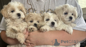 Zdjęcie №1. maltipu - na sprzedaż w Hessisch Oldendorf | 4305zł | Zapowiedź №150163